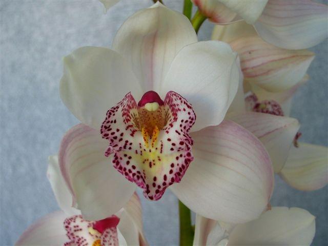 orchid cymbidium perla farms