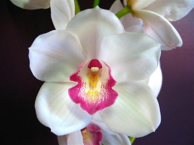 Perla Farms orchids