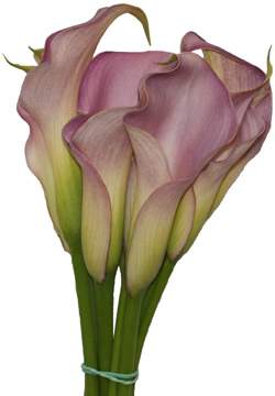 CALLA WEDDING FLOWERS