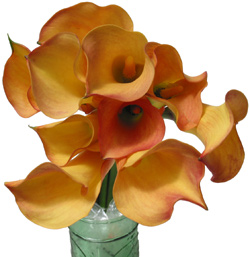 CALLA PERLA FARMS