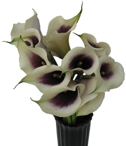 PERLA FARMS CALLA