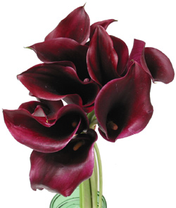 PERLA FARMS CALLA