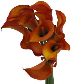 PERLA FARMS CALLA