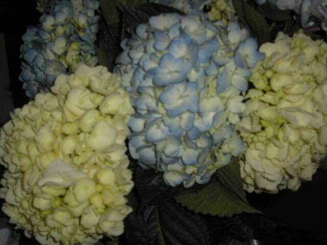 PERLA FARMS HYDRANGEAS