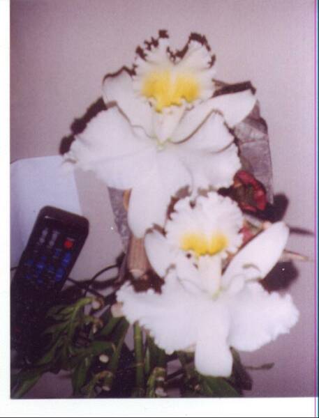 CATALEYA ORCHID PERLA FARMS