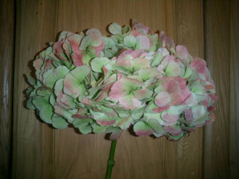 ANTIQUE HYDRANGEAS