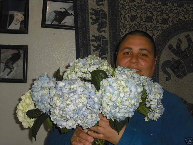 blue hydrangeas mario the flowerman