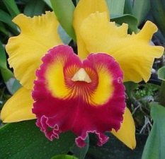 cattleya orchid perla farms