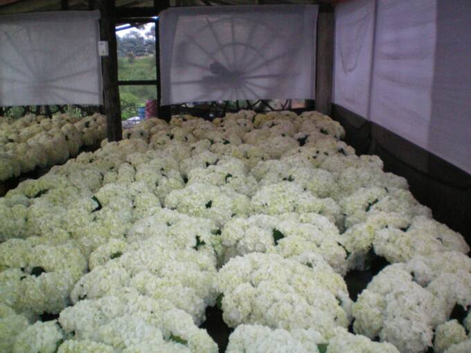 HYDRANGEAS