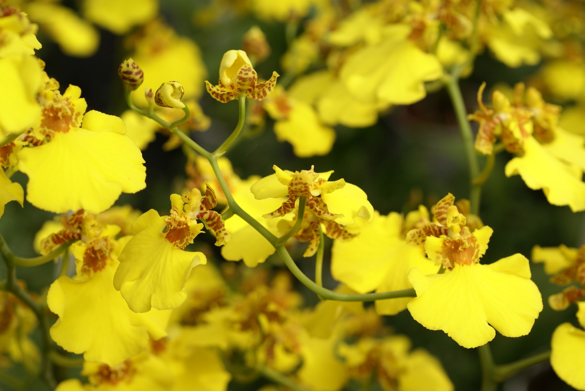 yellow oncidium orchids perla farms